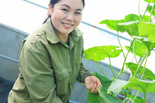 Trồng dưa trong nhà lưới -  hướng đi hiệu quả của nông dân Lộc Hà 
