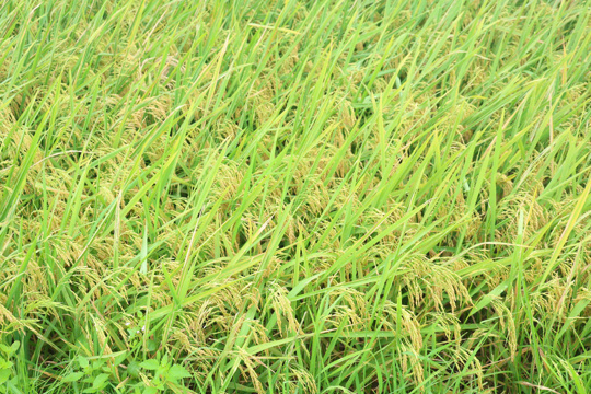 Tập trung, tích tụ ruộng đất - Động lực phát triển nông nghiệp hiện đại tại xã Lộc Hà 